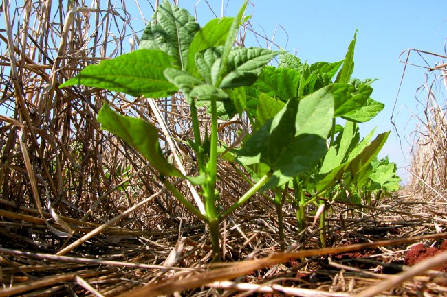 Sistema Plantio Direto como base de uma economia regenerativa