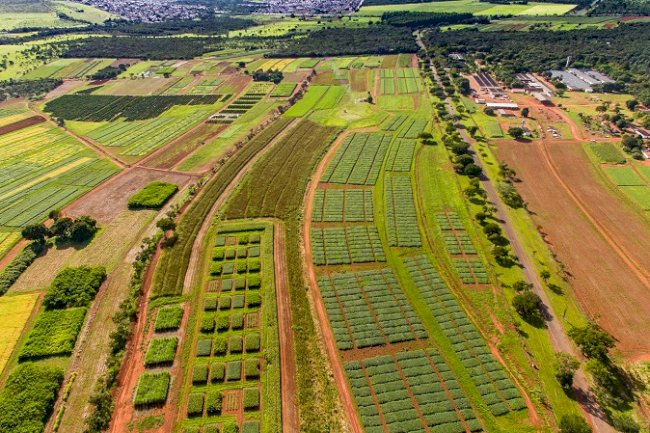 Dia da agricultura: como a pesquisa científica transformou o Cerrado em referência mundial de produtividade e sustentabilidade
