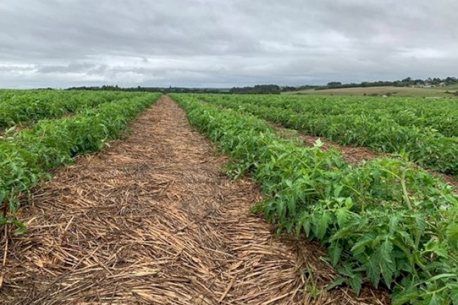 Sistema Plantio Direto: o ativo produtivo do solo