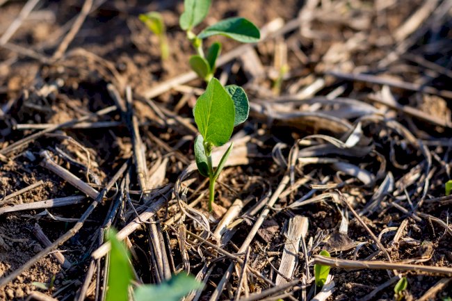 No Dia Nacional do Plantio Direto, Aprosoja MT destaca avanços e benefícios da prática no Estado