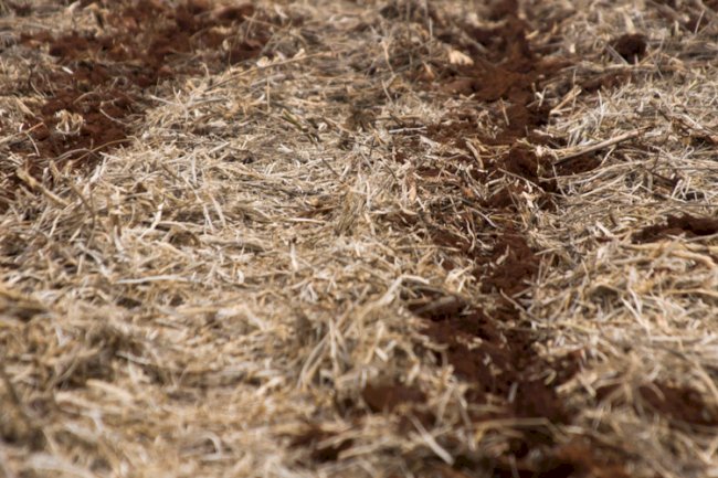 Pesquisas do Napi-Prosolo geram recomendações práticas para proteger lavouras e reduzir impactos ambientais
