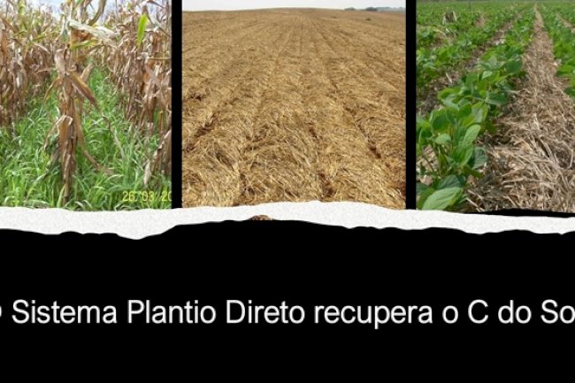 Sistema Plantio Direto recupera o estoque de carbono do solo