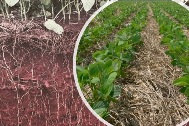 Sistema Plantio Direto promove emissões liquidas zero e negativas