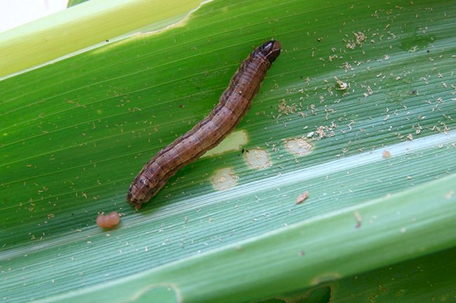 Pesquisa desvenda “diálogo químico” entre o milho e a lagarta-do-cartucho