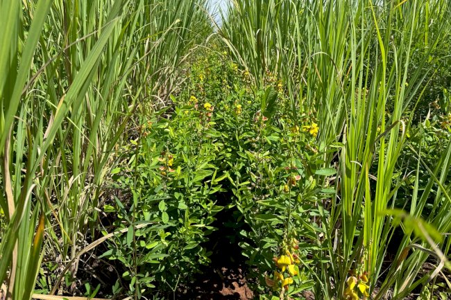 IAC lança disciplina pioneira para integrar agricultura conservacionista e regenerativa