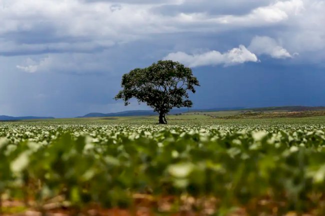 Expandir o cultivo de cana, milho e soja em terras degradadas pode triplicar produção de bioenergia no Brasil