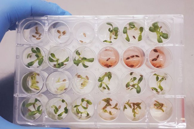 Pesquisadores identificam substância inédita e promissora para o desenvolvimento de novos bioinsumos