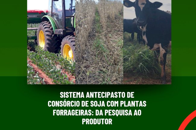 Conheça o Sistema Antecipasto de consórcio de soja com plantas forrageiras