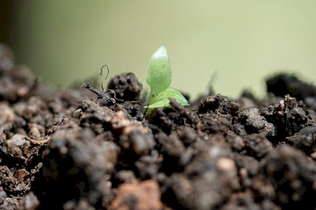Dia Mundial do Solo: momento oportuno para reflexões