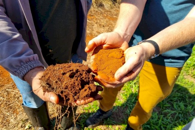 Solo saudável: o grande trabalhador da agricultura brasileira