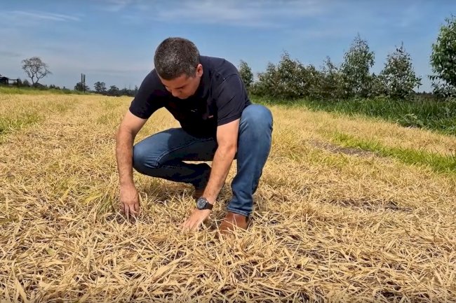 Estratégias de manejo melhoram qualidade do solo e aumentam renda do produtor