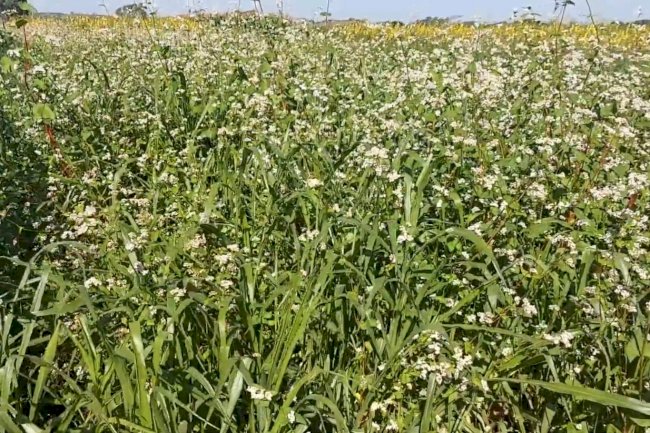 Por que as plantas de cobertura são pouco utilizadas?