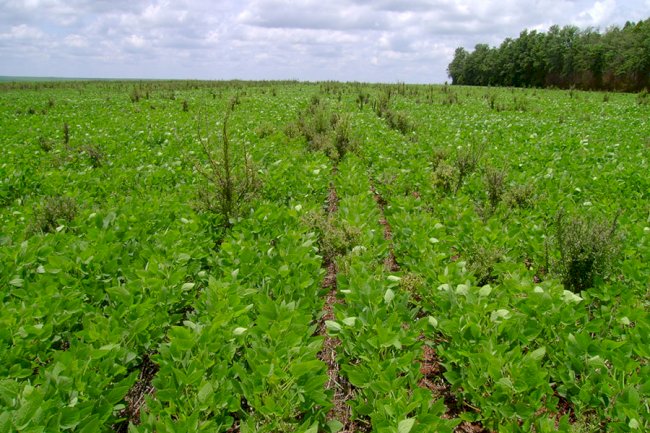 Bioherbicida à base de bactéria da Caatinga pode controlar planta invasora