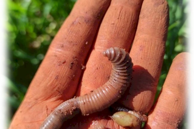 Sete novas minhocas nativas do Brasil são aliadas invisíveis da agricultura sustentável