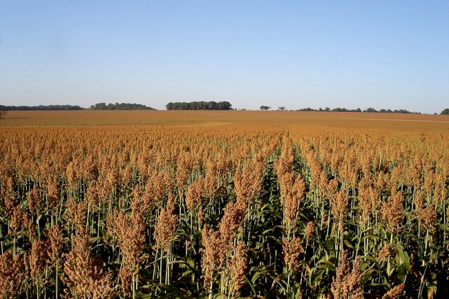 Sorgo se consolida como cultura estratégica no Maranhão e no Oeste da Bahia