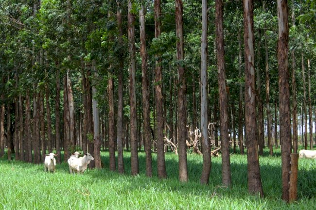 Brasil mede carbono no campo e mostra caminhos para agro de baixo carbono