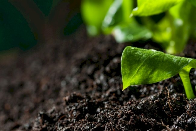 A força do manejo biológico no solo produtivo