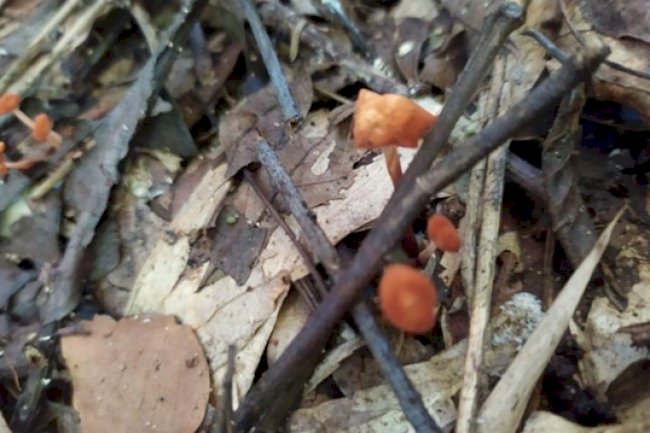 Manejo da biodiversidade funcional no Sistema Plantio Direto