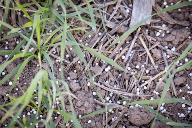 Solo coberto, planta bem nutrida: o que o calor faz com o nitrogênio na lavoura