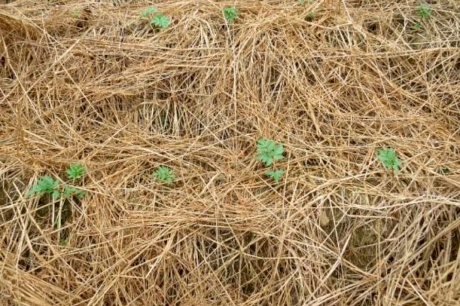 Manejo da resiliência no Sistema Plantio Direto