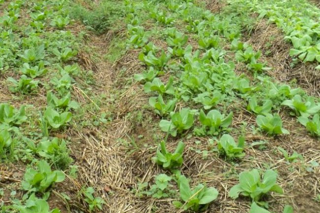 Por que promover sistemas integrados não convencionais?