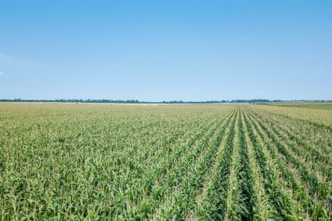 Adubos verdes elevam desempenho do milho irrigado 