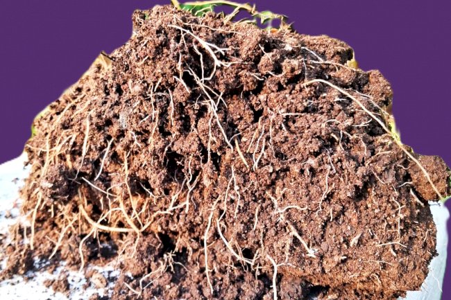 Estrutura ecológica da agregação no Sistema Plantio Direto