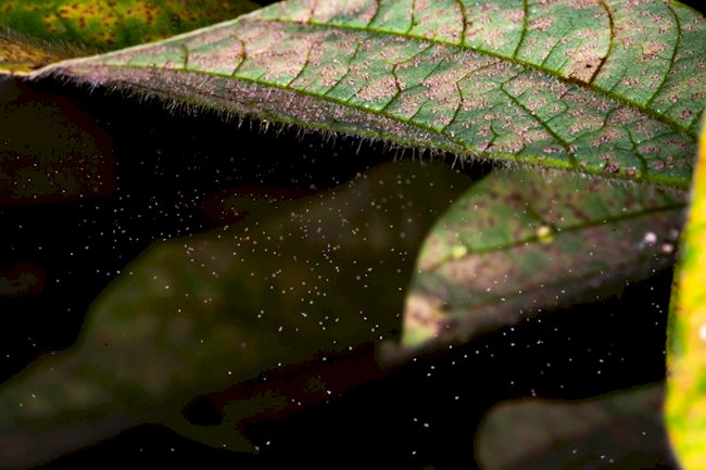 Clima e falhas em manejo explicam aumento da incidência de ferrugem da soja no Paraná