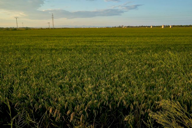 Plantas de cobertura ganham espaço na agronomia e transformam lavouras, paisagens e pastagens