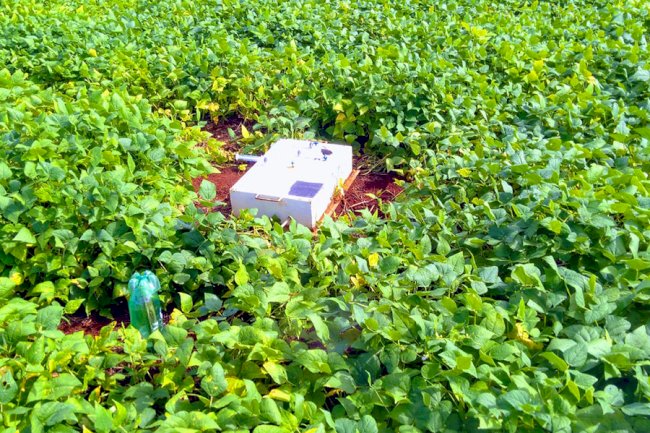 Fixação Biológica de Nitrogênio reduz pela metade emissão de óxido nitroso em lavoura de feijão no Cerrado