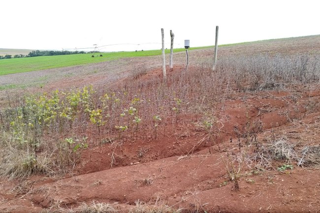 Chuvas intensas exigem atenção redobrada do produtor rural para evitar erosão do solo