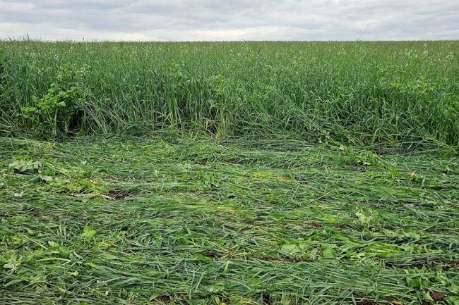 Sistema Plantio Direto como agricultura de relações