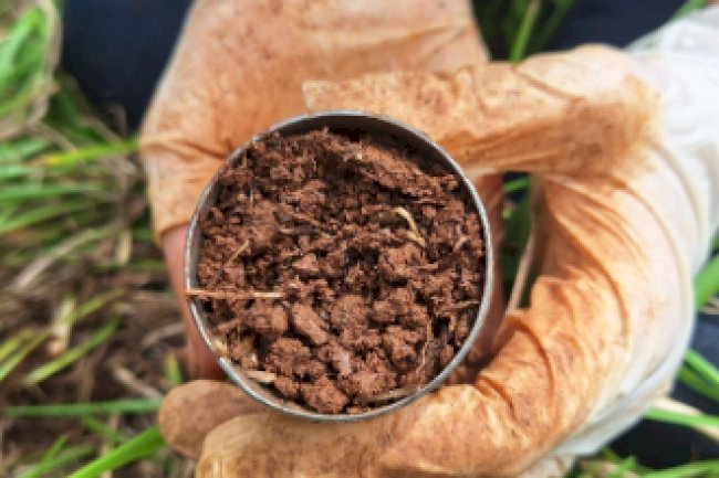 Projeto avalia minhocas e outros organismos como bioindicadores da qualidade dos solos