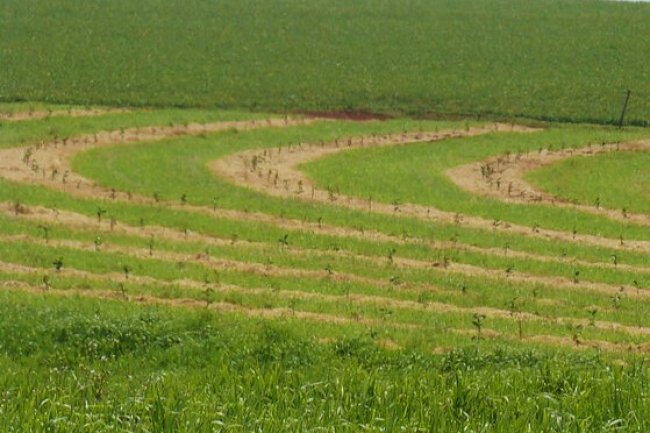 O Sistema Plantio Direto e a inteligência da paisagem