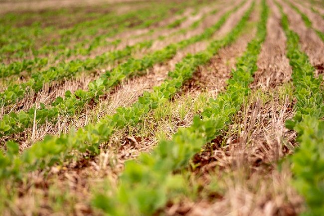 Adoção de boas práticas reduz custos de produção da soja paranaense