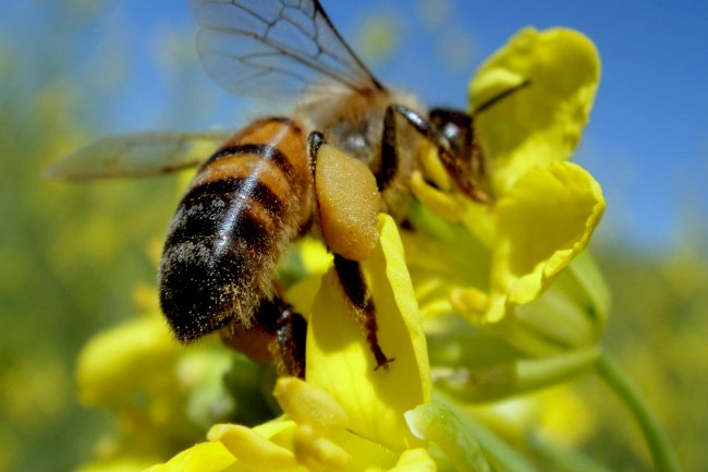 Integrando sojicultura e abelhas: um processo de ganha-ganha