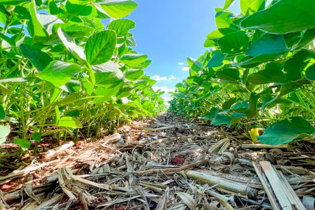 Pesquisa comprova eficácia da agricultura regenerativa no controle de pragas em lavouras comerciais de soja