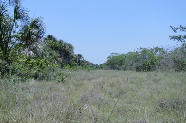 Veredas: o coração do Cerrado