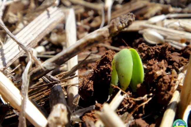 Sabedoria ecológica no Sistema Plantio Direto