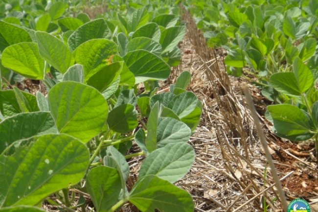 O essencial produtivo no Sistema Plantio Direto