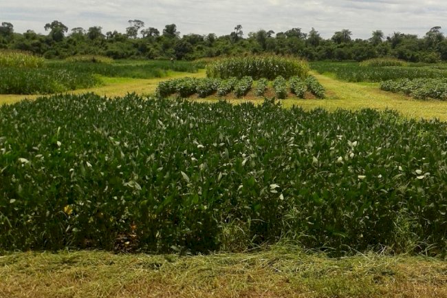 Rotação de culturas e plantas de cobertura – fundamentais para o Sistema Plantio Direto