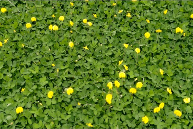 Manejo do solo no pós-colheita é decisivo para o sucesso da próxima safra e a longo prazo