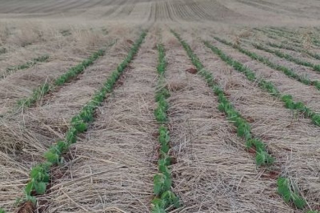 Manejo do solo garante produtividade e resiliência no campo