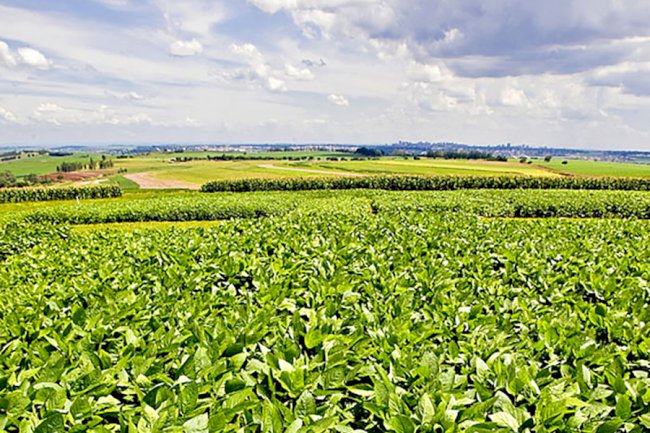 Nova soja convencional combina produtividade e controle de plantas daninhas