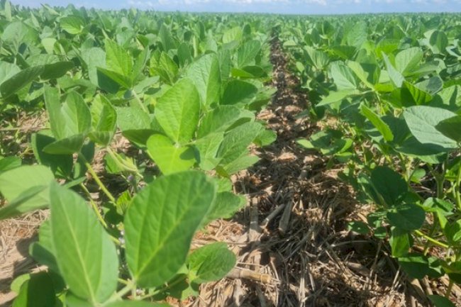 Plantio Direto como intervenção sistêmica
