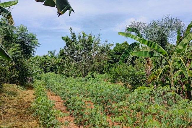 Conservar o solo é preservar a vida, a água e o futuro dos territórios