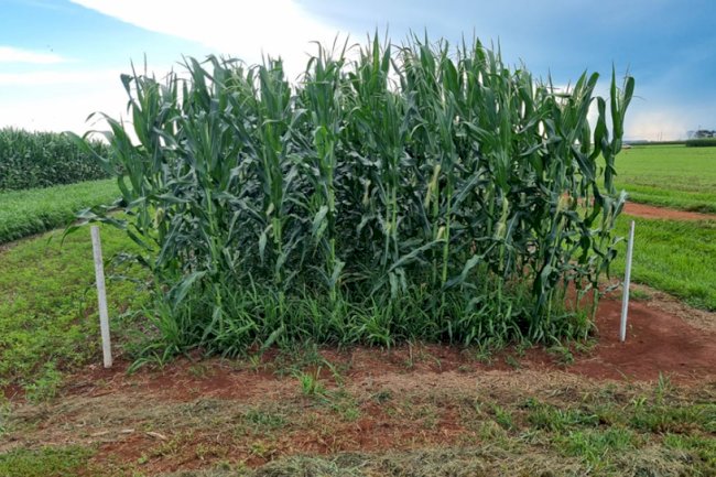 Uso de capins como braquiária aumenta produtividade da soja e melhora saúde do solo