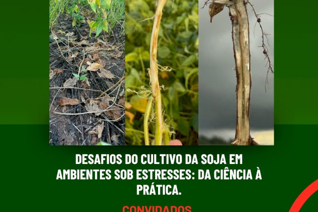 Cultivo da soja em ambientes sob estresses é tema da live desta quarta
