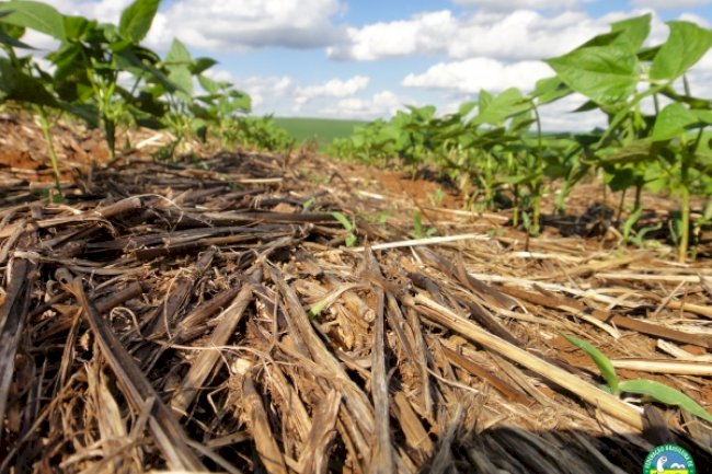 Agricultura regenerativa a partir do Sistema Plantio Direto