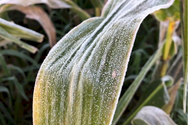 Embrapa lança projeto para antecipar e monitorar riscos climáticos na agricultura brasileira